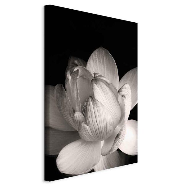 Canvas Print - Delicacy of Petals in Nature (1-part) - Flower in Black and White