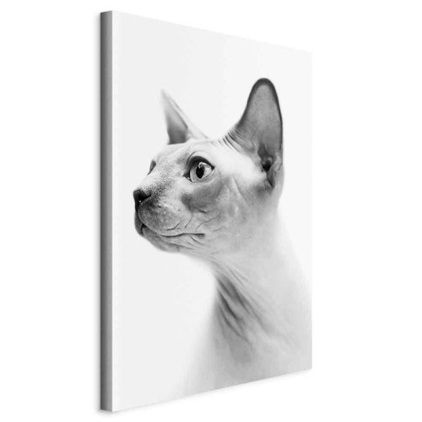 Canvas Print - Hairless Cat (1 Part) Vertical