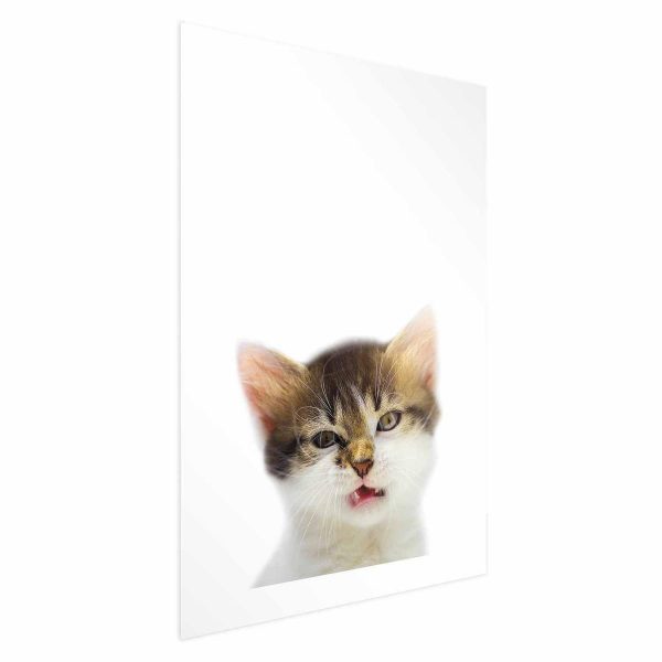 Poster - Annoyed Cat