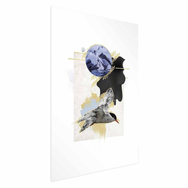 Poster - Antarctic Tern