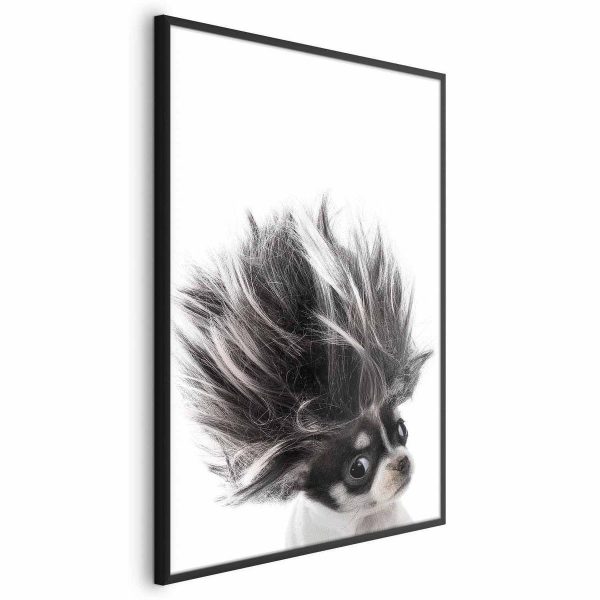 Poster - Chihuahua