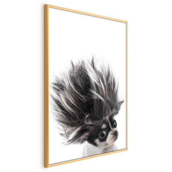 Poster - Chihuahua
