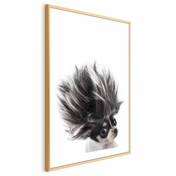 Poster - Chihuahua