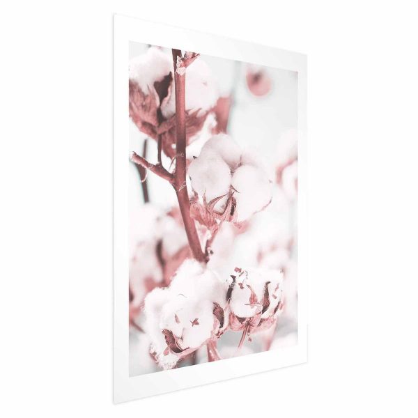 Poster - Cotton in Bloom