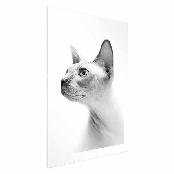 Poster - Hairless Cat