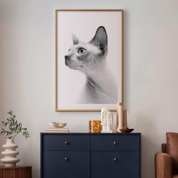 Poster - Hairless Cat