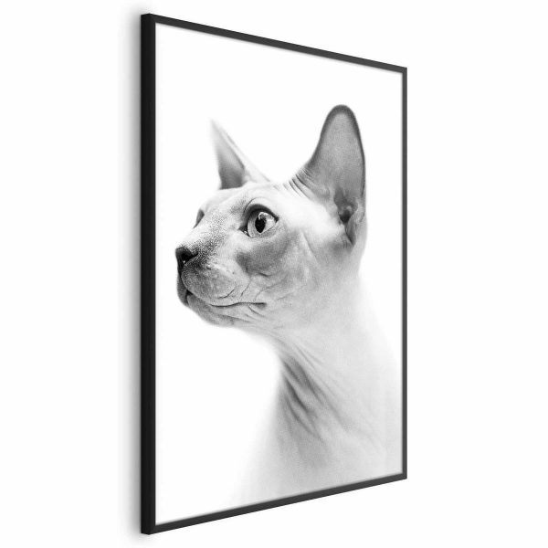 Poster - Hairless Cat