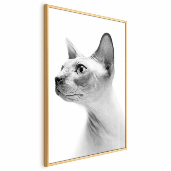 Poster - Hairless Cat