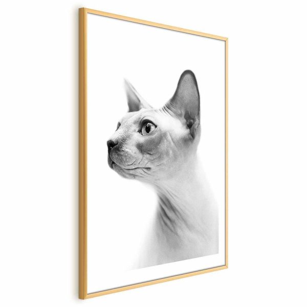 Poster - Hairless Cat