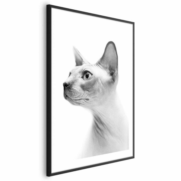Poster - Hairless Cat