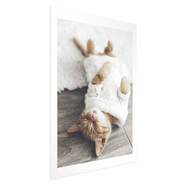 Poster - Lazy Cat