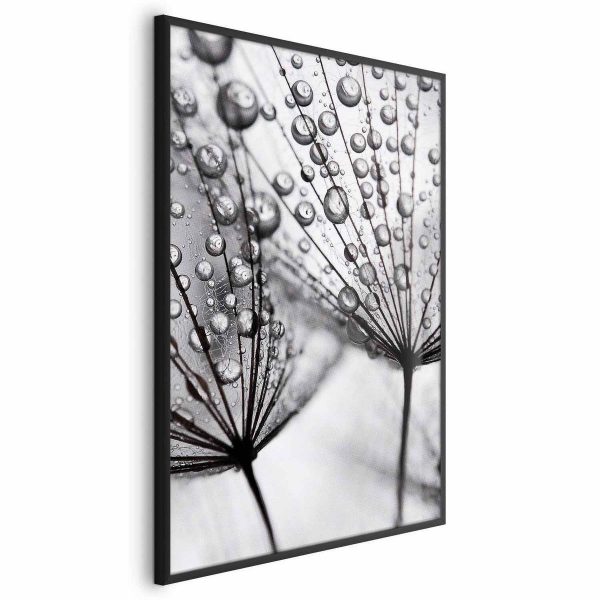 Poster - Macro Dew