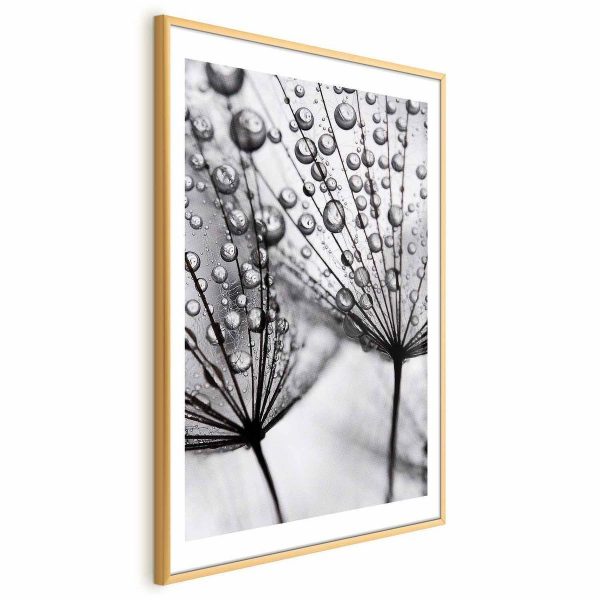 Poster - Macro Dew