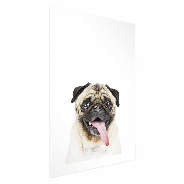 Poster - Pug