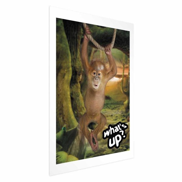 Poster - What's Up?