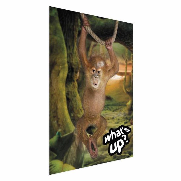 Poster - What's Up?