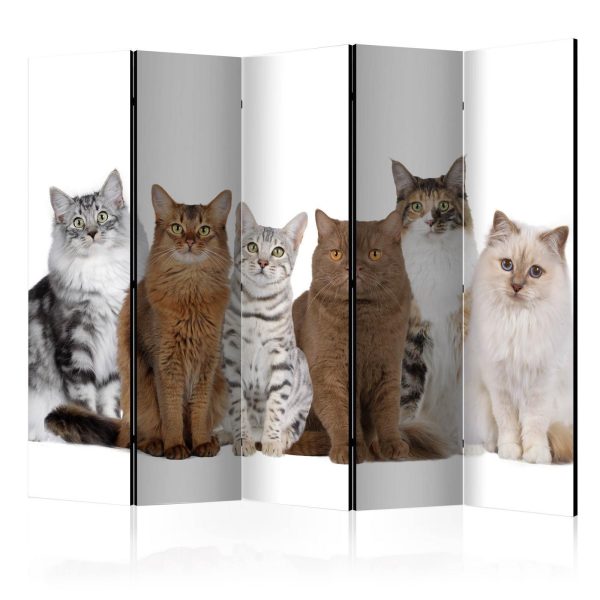 Room Divider - Sweet Cats II