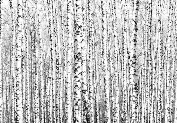 Wall Mural - Birch forest - Image 6