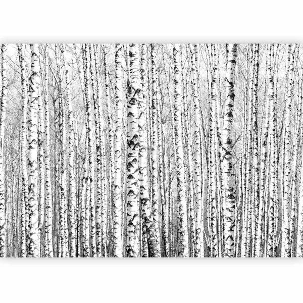 Wall Mural - Birch forest - Image 5