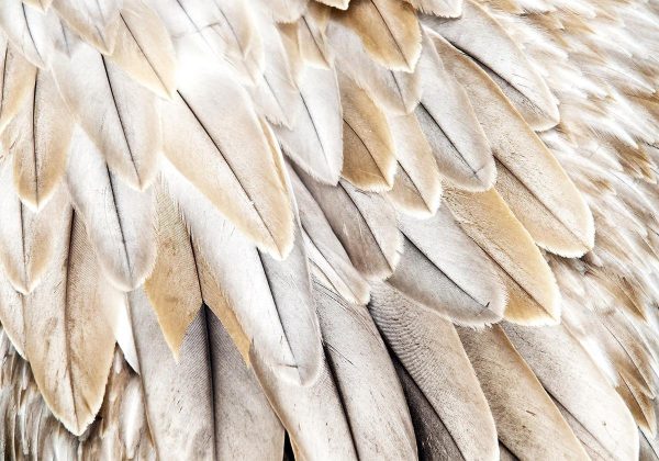 Wall Mural - Close-up of bird's wings - uniform close-up on beige bird feathers