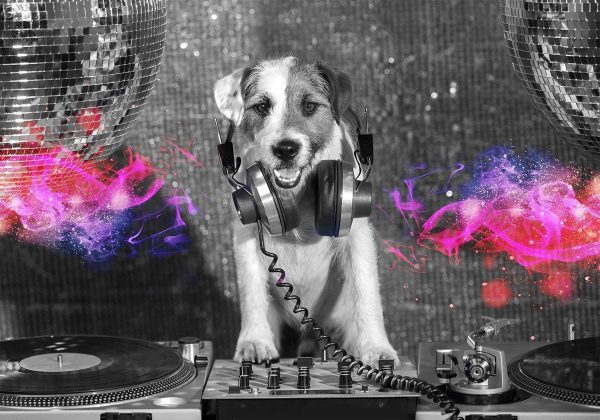 Wall Mural - DJ Dog