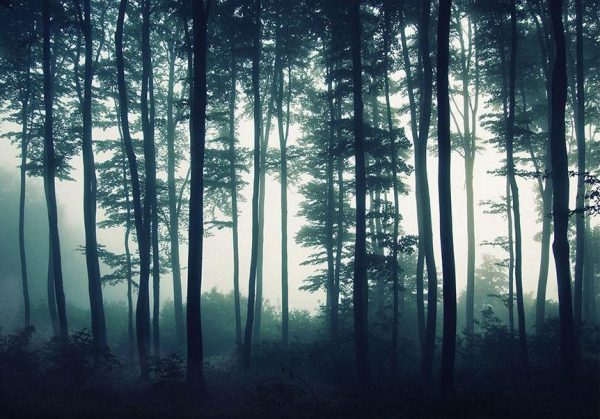 Wall Mural - Dark Forest