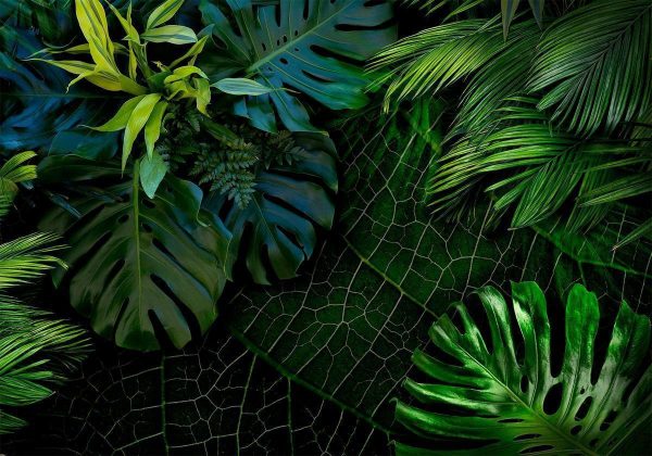 Wall Mural - Dark Jungle