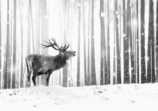 Wall Mural - Deer in the Snow (Black and White)