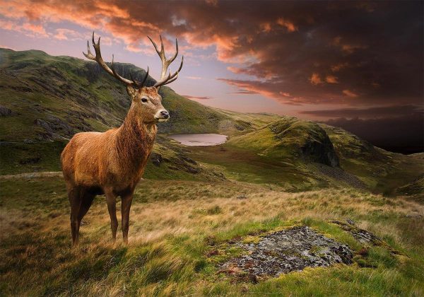 Wall Mural - Deer on Hill