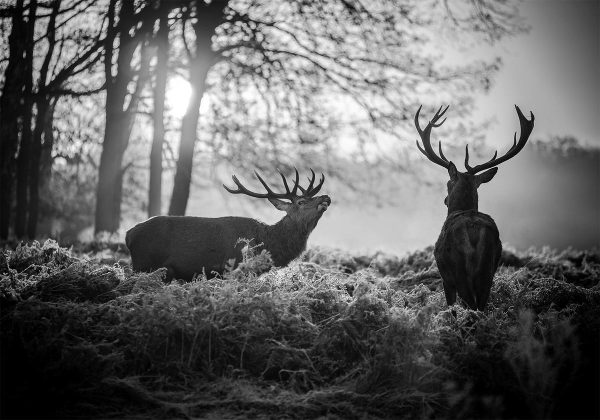 Wall Mural - Deers in the Morning