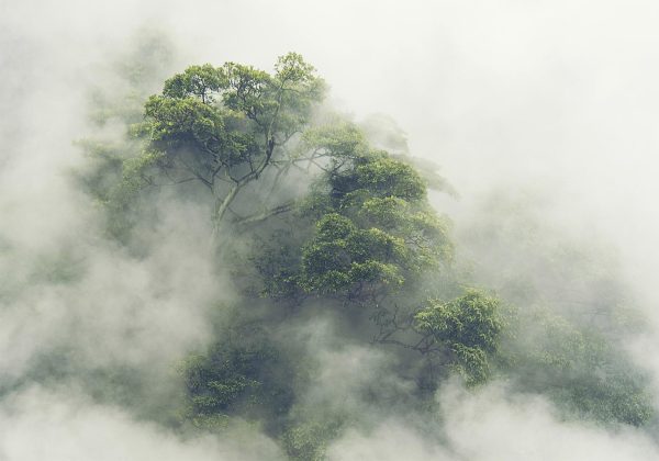 Wall Mural Wallpaper - Foggy Amazon - Image 6