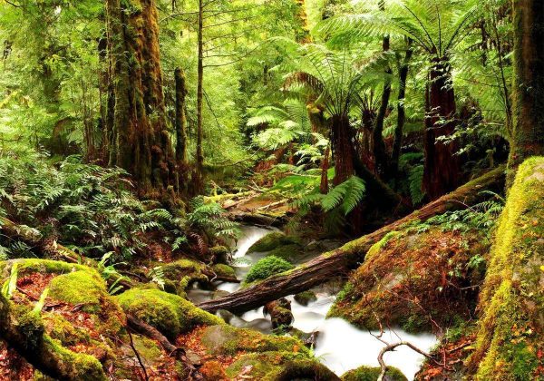 Wall Mural - Forest Brook