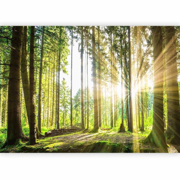 Wall Mural - Forest Tales