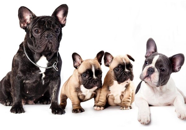 Wall Mural - French Dogs