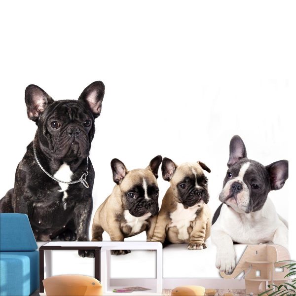 Wall Mural - French Dogs