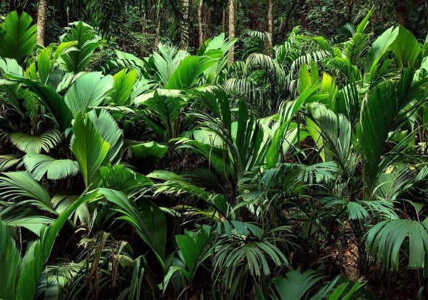 Wall Mural - Freshness of the Jungle
