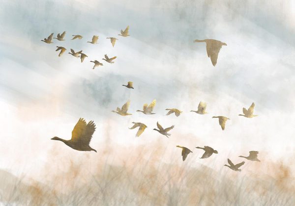 Wall Mural - Golden Geese