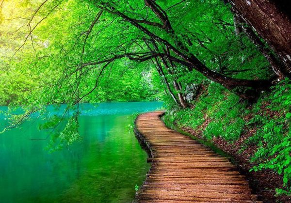 Wall Mural - Green peace