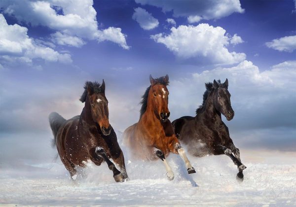 Wall Mural - Horses in the Snow
