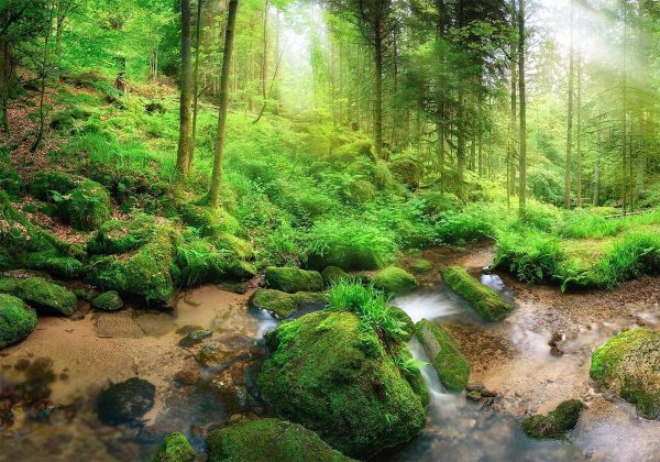 Wall Mural - Humid Forest