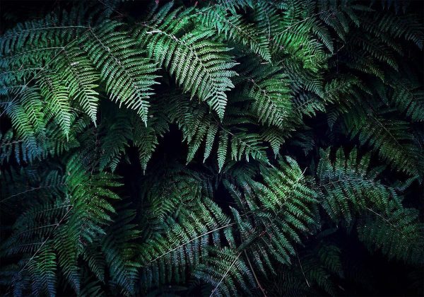 Wall Mural - In the Thicket