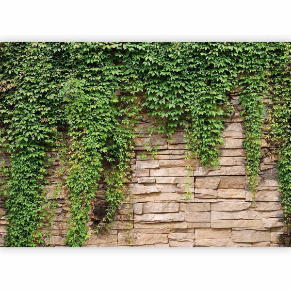 Wall Mural - Ivy wall