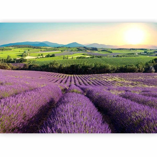 Wall Mural - Lavender Field