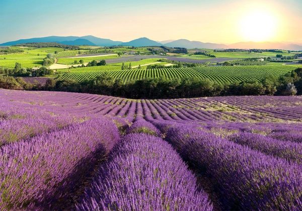 Wall Mural - Lavender Field