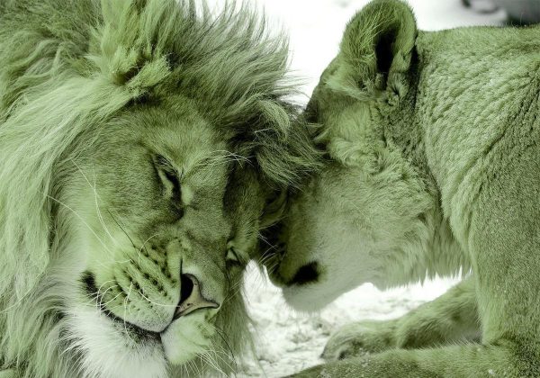 Wall Mural - Lion Tenderness (Green)