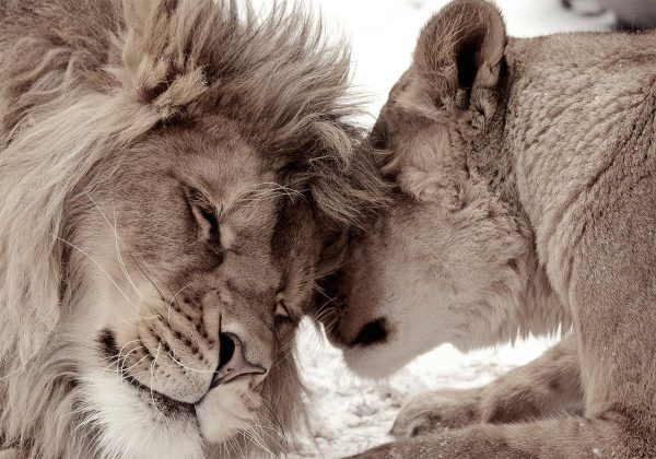 Wall Mural - Lion Tenderness (Sepia)