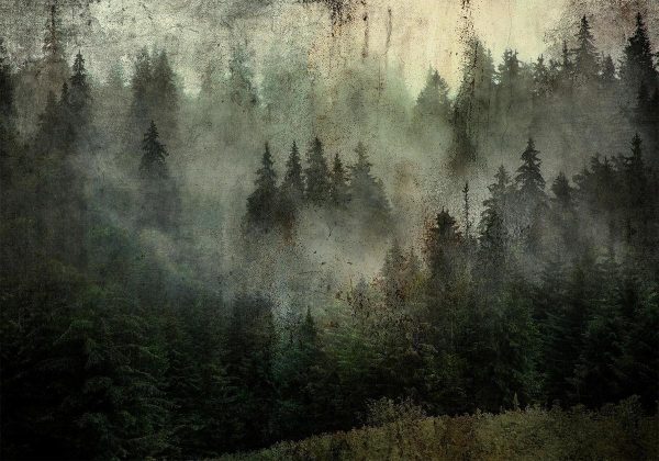 Wall Mural - Misty Beauty of the Forest