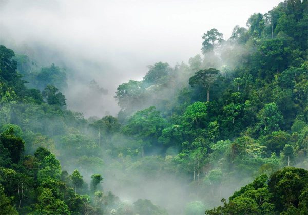 Wall Mural - Morning Fog