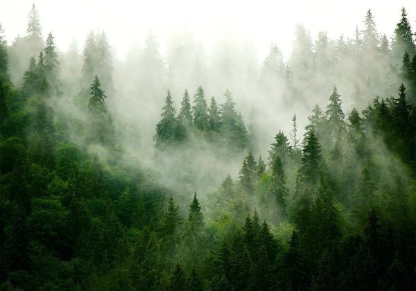 Wall Mural - Mountain Forest (Green)