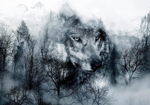 Wall Mural - Mountain Predator (Black and White)